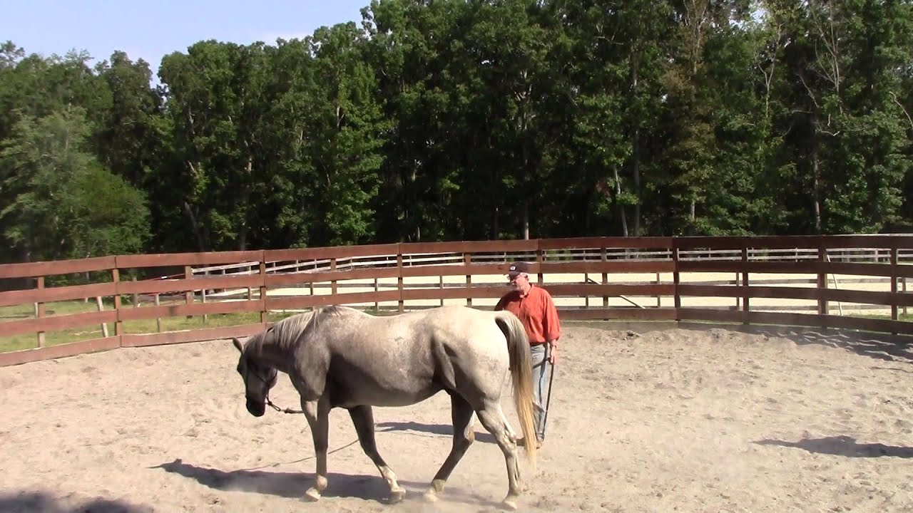 Bar T Horsemanship  Lunging