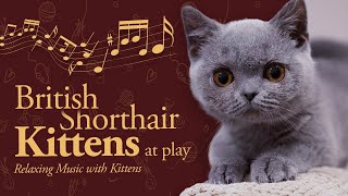 British Shorthair Kittens at play | Relaxing Music with Kittens