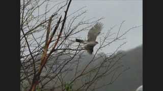 Male Sparrowhawk in flight
