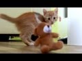 Kitten Miyu plays with Teddybear