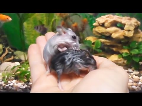 Видео: Это Хомяки Джунгарики ?  Are these Dzungarian Hamsters?