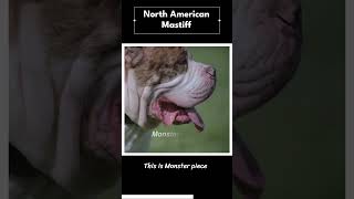 NORTH AMERICAN MASTIFF