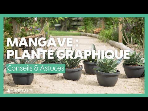 Vidéo: Qu'est-ce qu'une plante de mangave ? D'où viennent les hybrides de mangave ?
