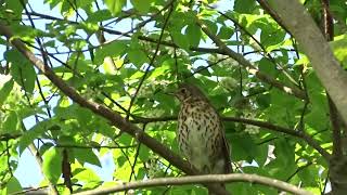 Zanglijster, Biessumerbos 01-05-22