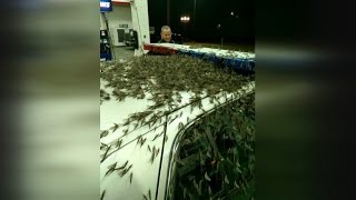 Insane Insect Invasion: Mayflies Wreak Havoc on Bridge Causing Car Crashes