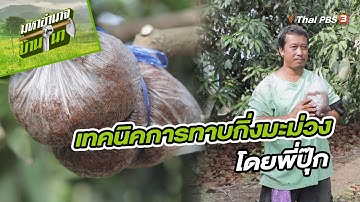 เทคนิคการทาบกิ่งมะม่วง โดยพี่ปุ๊ก | สูตรลับฉบับบ้านนา | มหาอำนาจบ้านนา