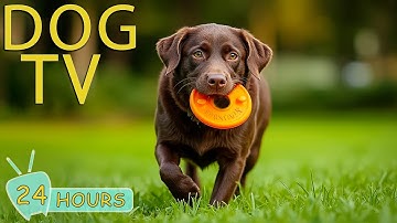 DOG TV: Best Videos Entertain for Dogs to Watch When Home Alone - Prevent Boredom Music for Dogs