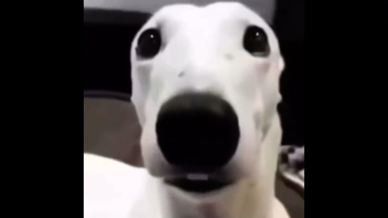 White dog shivering meme (1 HOUR) - YouTube