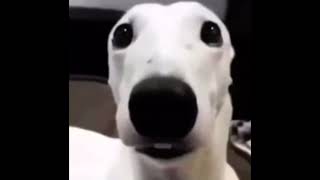 White dog shivering meme (1 HOUR)