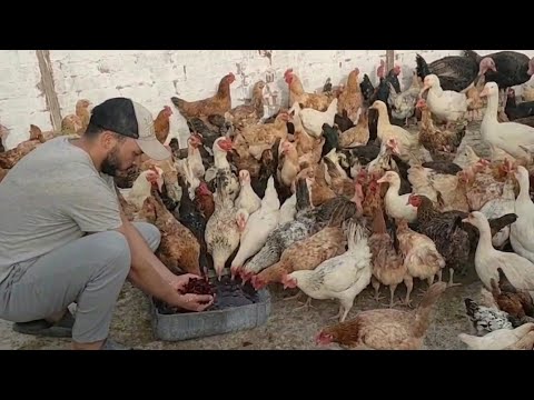 Is Your Poultry Panting and Suffering from Heat? The Ultimate Solution: A Drink to Treat Heat Str...