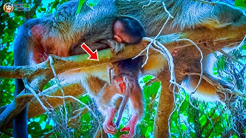 💔 Emotional Story! Newborn Baby Monkey Left Alone After Birth.