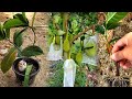 Use eggs &amp; aloe vera to reproduce jackfruit twigs |  Reproduction of jackals