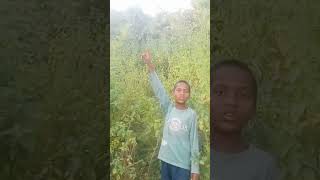 @nasim ansari_ j1m #nuka chupi #comedy nasim ansari_ j1m