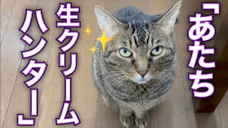 奇天ネコ Ten-chan has been begging at my feet? - YouTube
