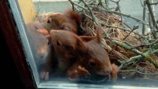 Eichhörnchenbabys auf Fensterbrett