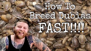 How To Breed Dubia Roaches 2020