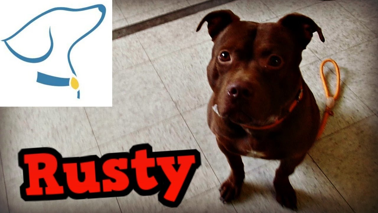 Adopted Rusty Lucas County Canine Care and Control YouTube