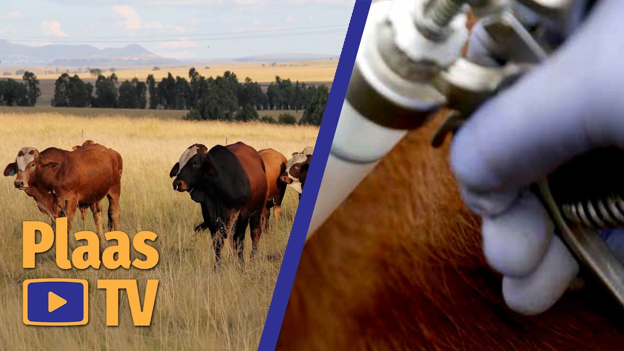 What happens after vaccinating your animals? Plaas TV, 23 Feb 2026