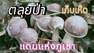 ชมธรรมชาติ#เก็บเห็ด