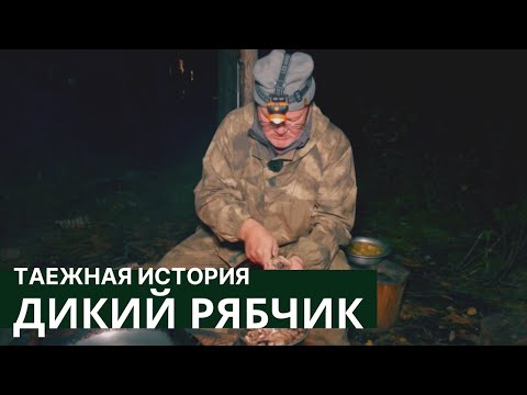 Дикий рябчик в красноярской тайге // Таежная история / Серия #3