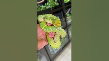 🐍💚 Meet my future star breeder - a beautiful Manokwari Biak mix Green Tree Python!