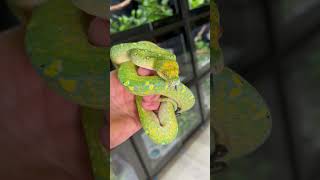 Famous 🐍💚 Meet my future star breeder - a beautiful Manokwari Biak mix Green Tree Python! Profile