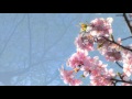 『木洩れ日』~フルート二重奏&ピアノ~ Ayla オリジナル曲