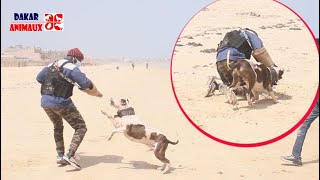 Démonstration: Un pitbull attaque un agresseur et le maitrise  en quelques minutes (Dakar Animaux)