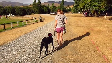 Reactive dog - Structured Walk