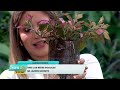 Creá un jardín bonito que necesite menos agua y cuidados