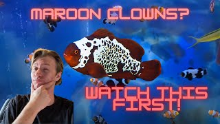 Thinking About Getting a Maroon Clownfish? Watch This First!