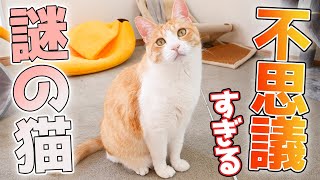 We'll tell you all about Robin, the mysterious cat who is loved by