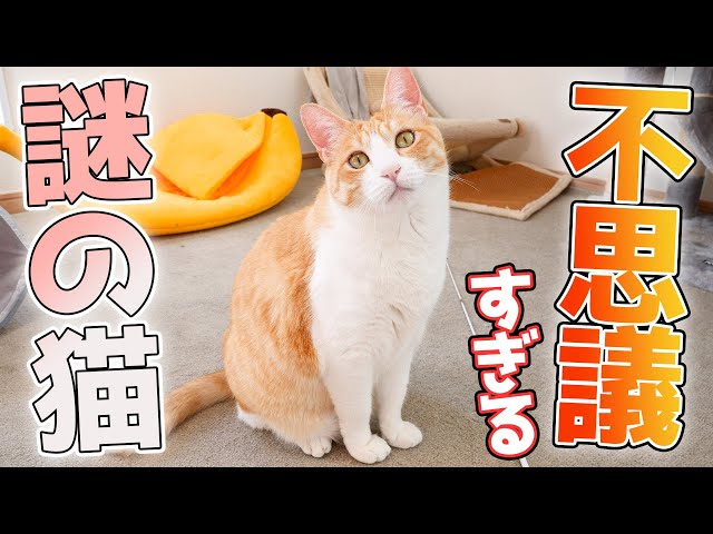 nknk 2点おまとめ ロイヤルコペンハーゲン ロビン・少年と猫 We'll tell you all about Robin, the mysterious cat who is loved by