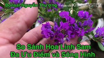 So Sánh Hoa Linh Sam Đa Ưu Điểm Và sông hinh.
