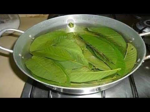 Afya Faida Za Majani Ya Mpera