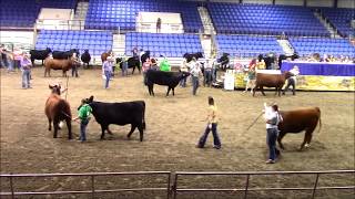 4H Beef Showmanship