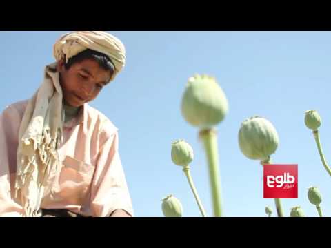 تصویری: خشخاش آب