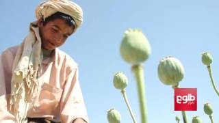 Poppy Fields Flourish In Govt-Controlled Greshk Helmand | TOLOnews Documentary