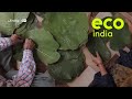 Eco india why the ban on singleuse plastics is helping resurrect a humble himachali leaf