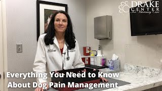 Everything You Need to Know About Dog Pain Management