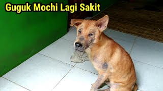 Guguk Mochi Lagi Sakit