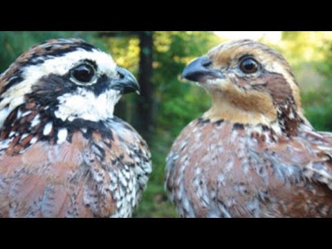 Video: Hur man gör katter slutar pooping i blomstersängar och trädgårdar