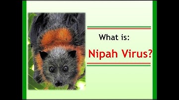 What is NIPAH VIRUS? How it is Transmitted and Its Symptoms?