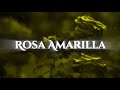 4NM - Rosa Amarilla (1113) 