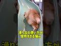 滑り台の使い方が独特すぎる猫ｗ #youtubeショート #猫のいる暮らし #元気になる動画 #cat #猫 #ねこ #猫好きさんと繋がりたい #保護猫 #子猫 #猫のいる生活