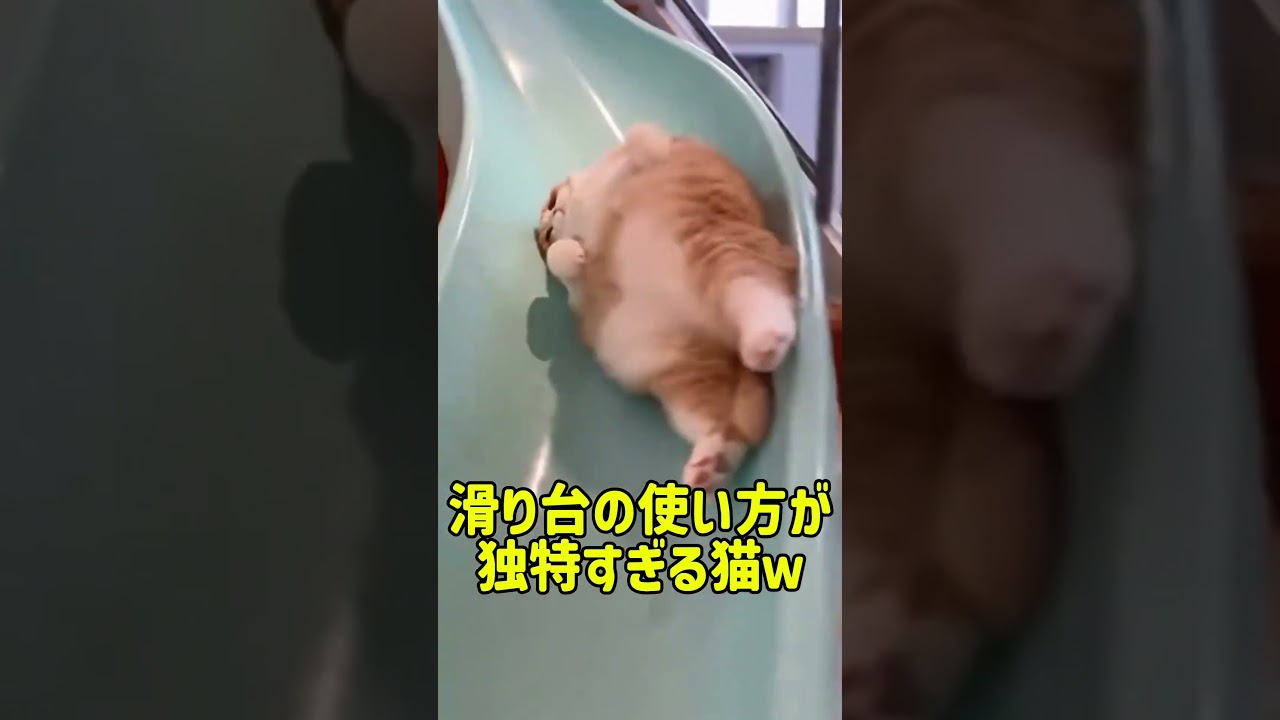 滑り台の使い方が独特すぎる猫ｗ #youtubeショート #猫のいる暮らし #元気になる動画 #cat #猫 #ねこ #猫好きさんと繋がりたい #保護猫 #子猫 #猫のいる生活