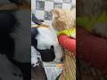 Qurbani ka din, mohabbat ke sang 🥰❤️ #cat #shorts #love #eid #funny #ytshorts #youtubeshorts