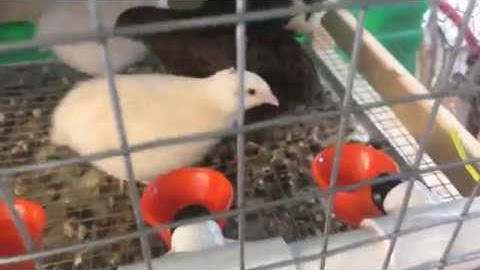 How to install an automatic water system for quails or chikens,