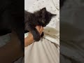 サナダムシに寄生された子猫のその後について【猫条虫】