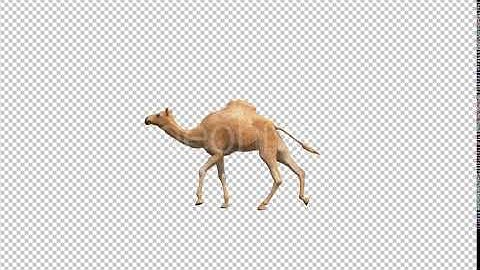 Camel | Motion Graphics - Envato elements